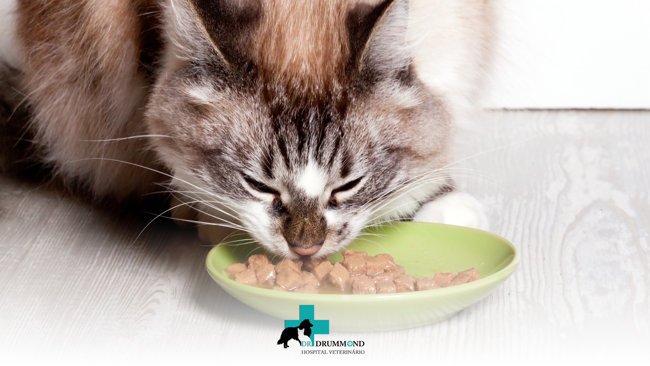 Quando Oferecer Ração Úmida para Cães e Gatos