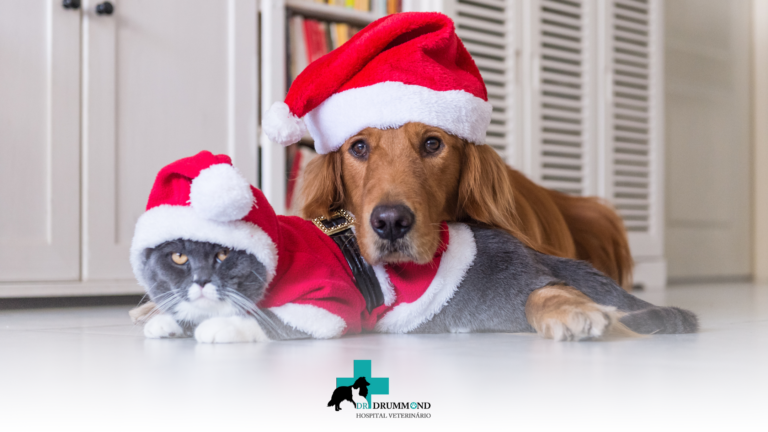 Cuidados com pets durante as festas de fim de ano: como garantir segurança e bem-estar