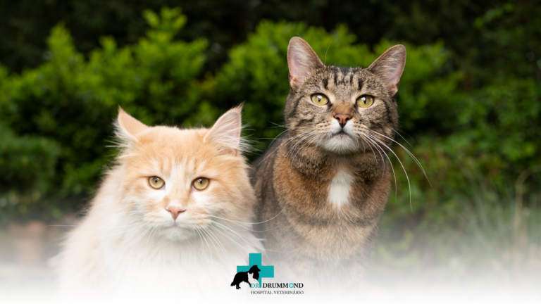 A cor do gato define sua personalidade?