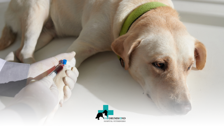 Quais cães e gatos podem ser doadores de sangue?
