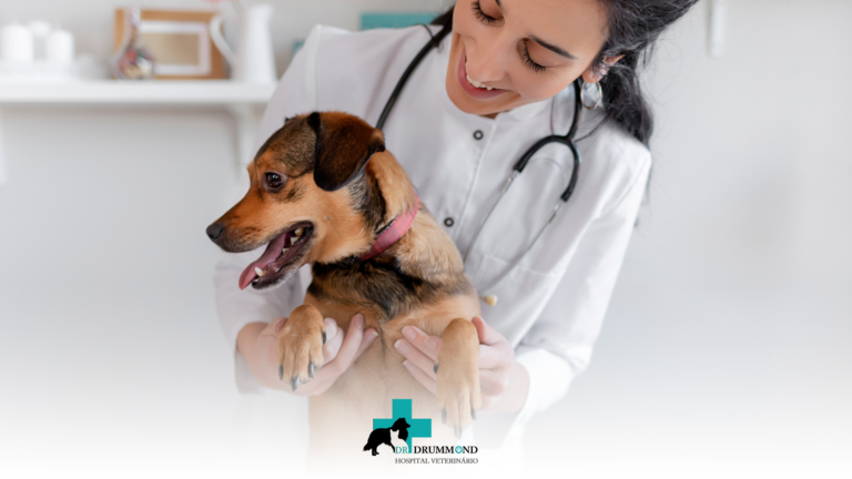 Check-up veterinário: por que a prevenção salva vidas?