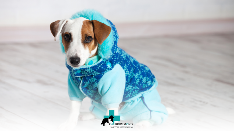 O Inverno e os Pets: Como Proteger seu Melhor Amigo Durante os Dias Frios