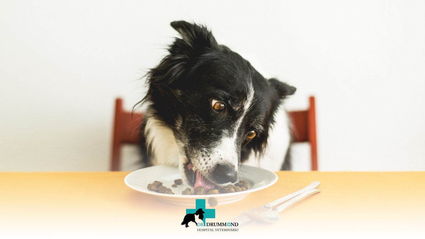 Segurança alimentar para pets: cuidados essenciais para proteger a saúde do seu animal