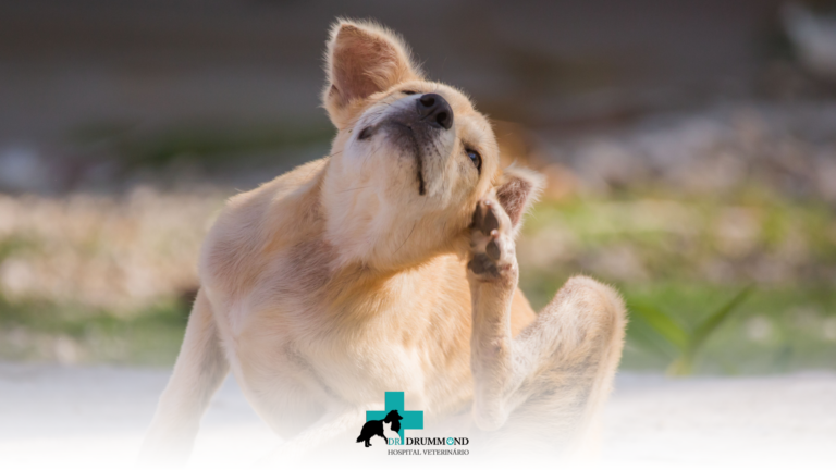 Coceira excessiva em pets: pode ser alergia?
