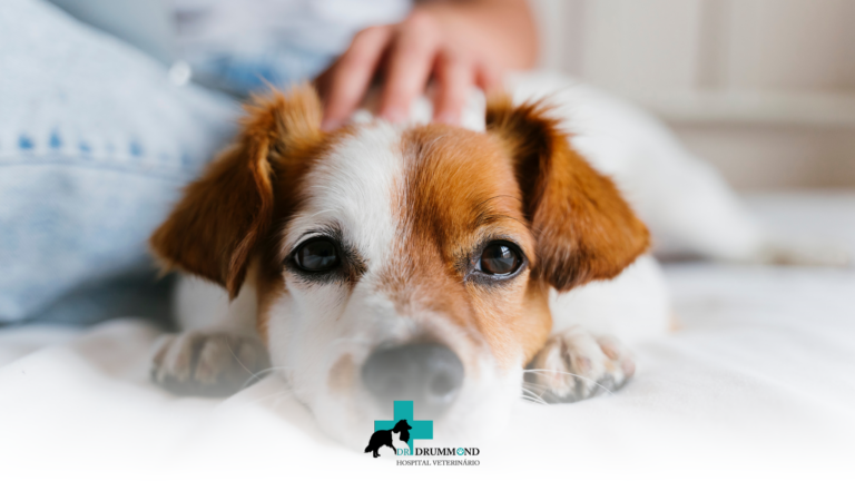 Como a rotina influencia a saúde emocional dos animais