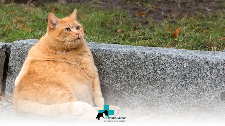 Obesidade em pets: um problema que aumenta durante os meses frios