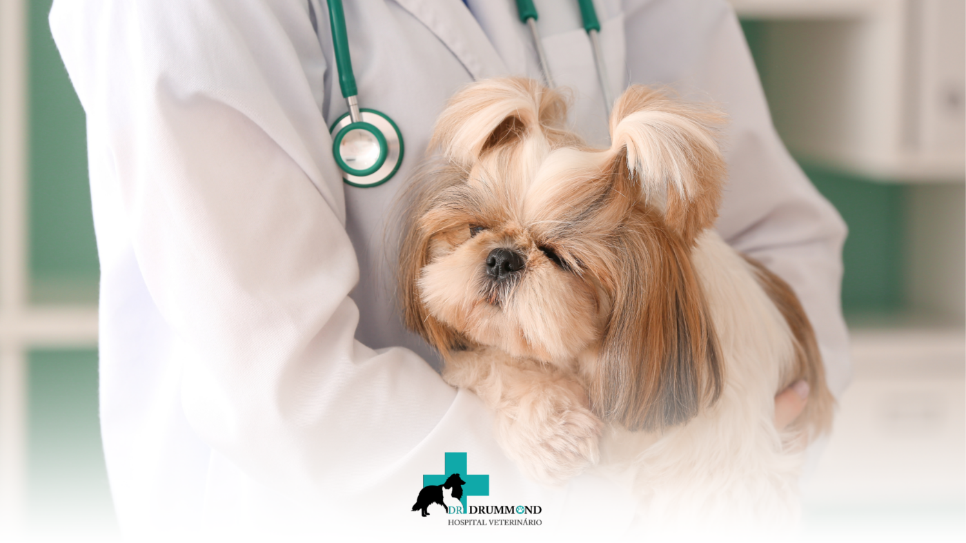 Internação veterinária: quando ela é necessária?