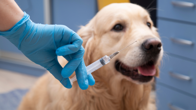 Vacinação pet: quais vacinas são essenciais para cães e gatos?