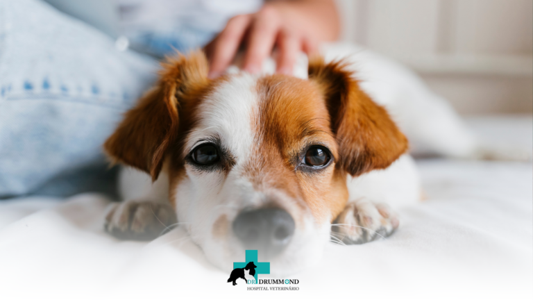 Check-up veterinário no inverno: por que essa época merece atenção especial?