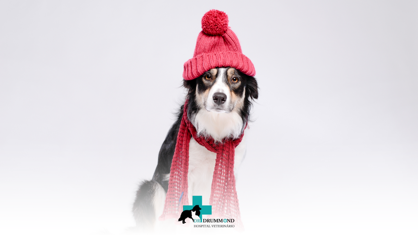 Doenças mais comuns no inverno em cães e gatos