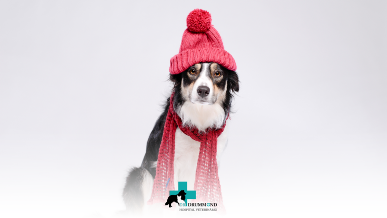 Doenças mais comuns no inverno em cães e gatos