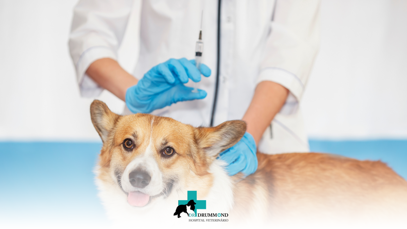 Vacinas atrasadas podem colocar seu pet em risco