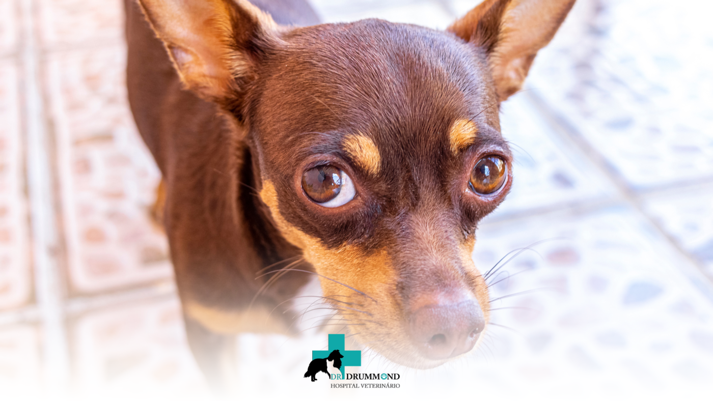 Doenças Cardíacas em Pets: Sinais que Muitos Tutores Ignoram