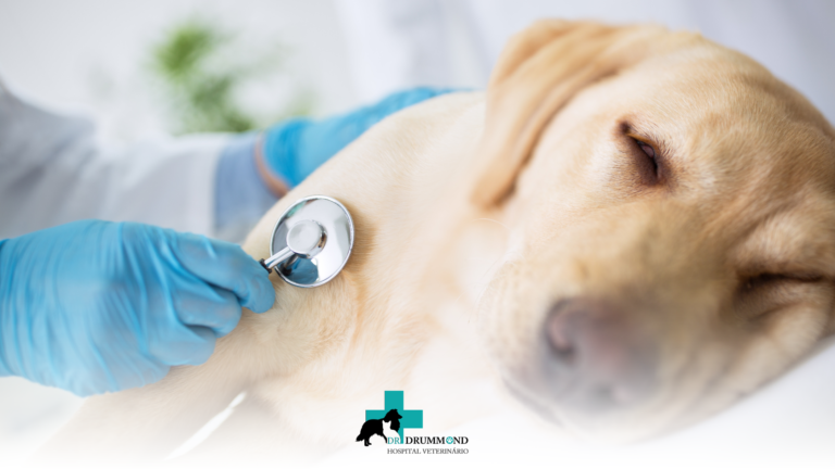 Pressão Alta em Cães e Gatos: Causas, Sintomas e Tratamento
