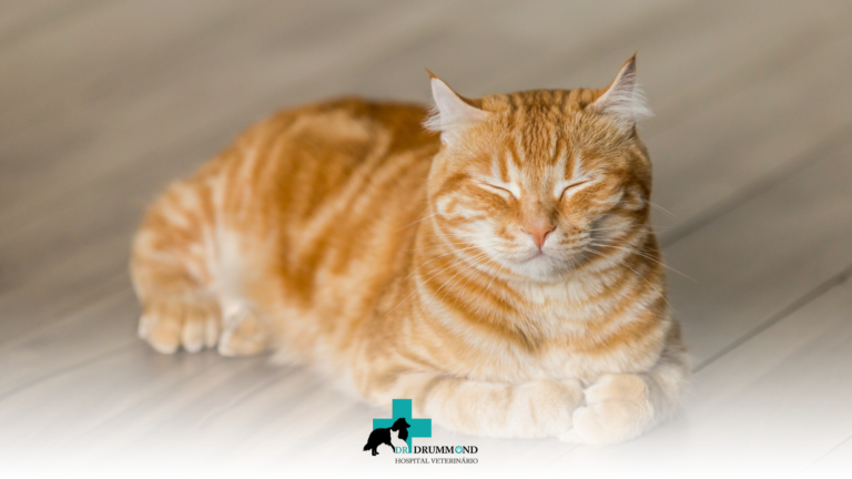 Por Que os Gatos Escondem Sinais de Doença?