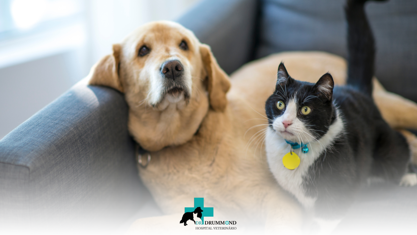 Exames Preventivos em Cães e Gatos: Quais Devem Ser Feitos em Cada Fase da Vida?