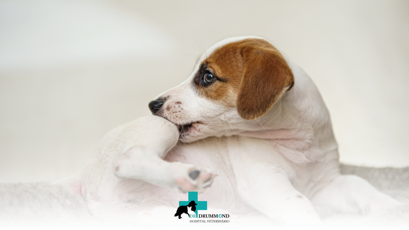 Alergia alimentar em cães e gatos: sintomas mais comuns