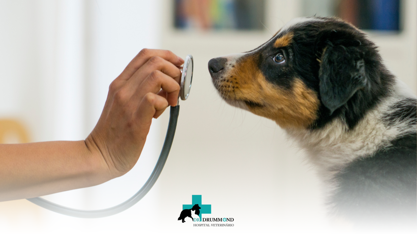Check-up veterinário: quais exames podem detectar doenças antes dos sintomas?