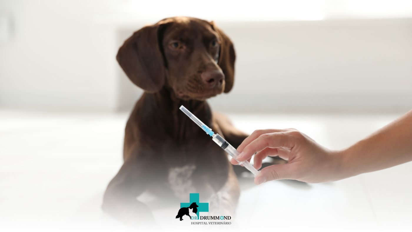 Vacinação de cães e gatos: quais vacinas seu pet precisa tomar?