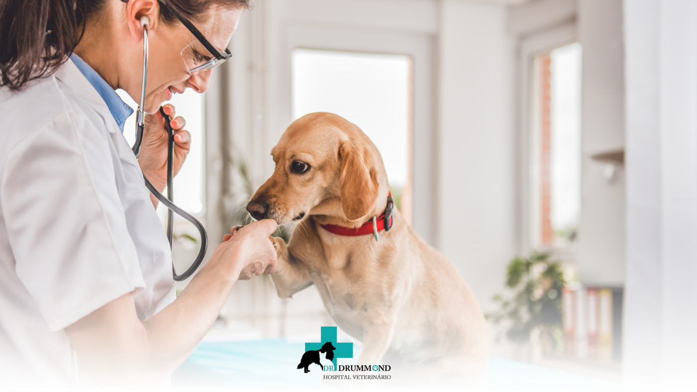 Emergência veterinária: sinais de que seu pet precisa de atendimento imediato