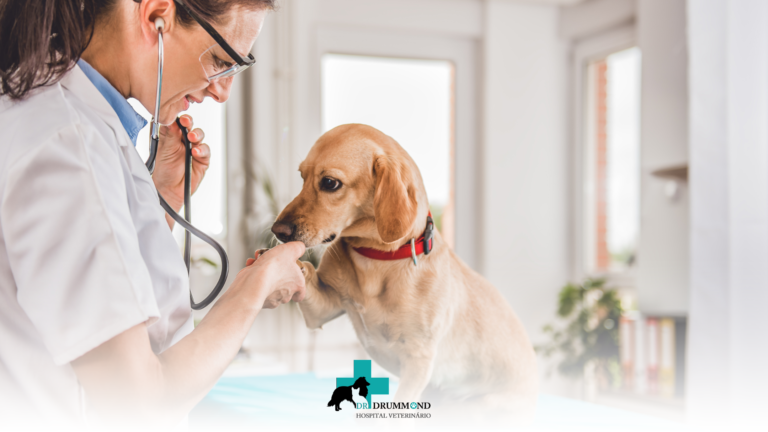 Emergência veterinária: sinais de que seu pet precisa de atendimento imediato