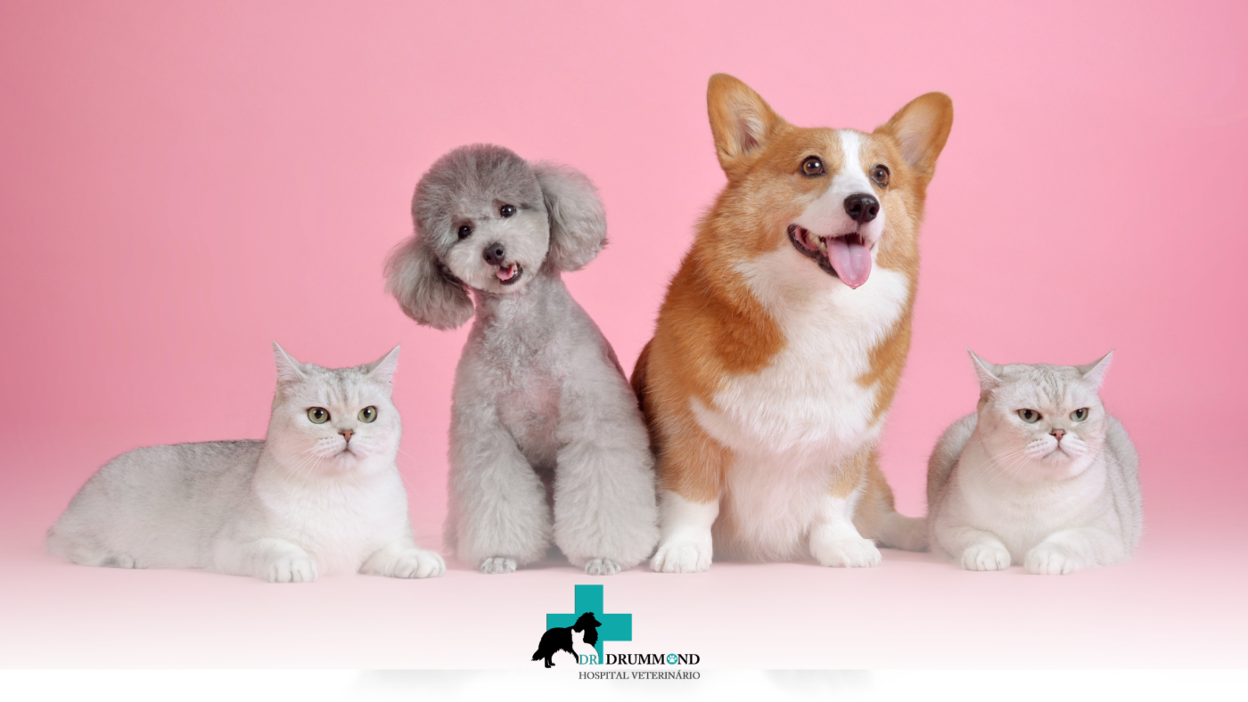 Outubro Rosa Pet: câncer de mama em cadelas e gatas
